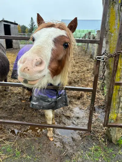 Miniature horse Gelding , View more