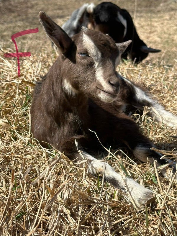 Baby goats in Livestock in North Bay