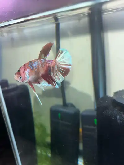 Red Koi Male Betta, View more