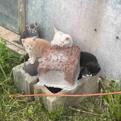 Sweet kittens, View more