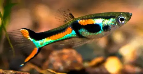 Black bar Endler in Fish for Rehoming in City of Toronto - Image 2