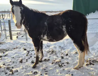 2024 Gelding by WAGONS WEST!, View more