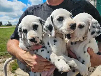 Dalmatian Puppies, View more
