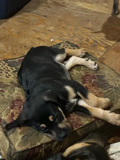 3 Rottweiler/Shepard Mix ready for their new home. , View more