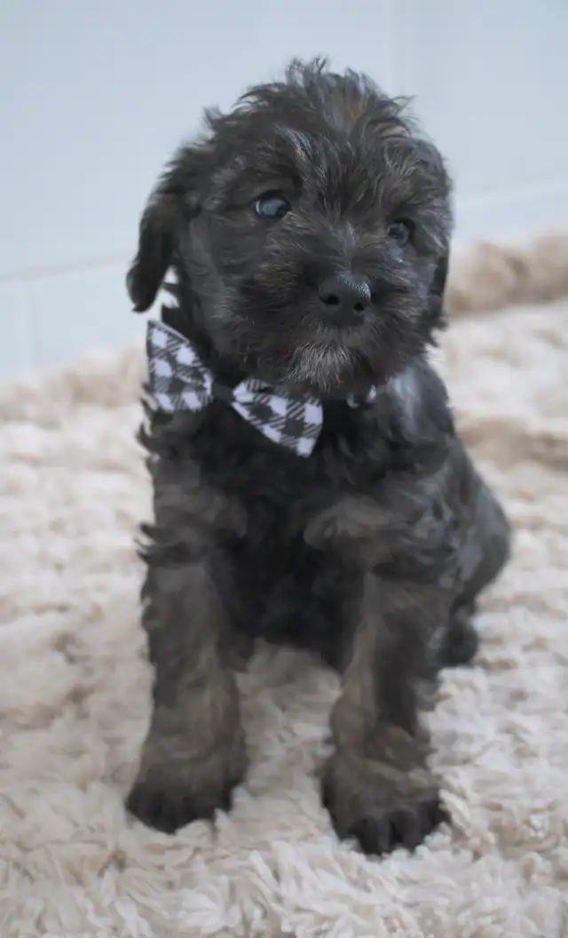 3 BEAUTIFUL SCHNOODLES! Schnauzer Cross Poodle | Dogs & Puppies for ...