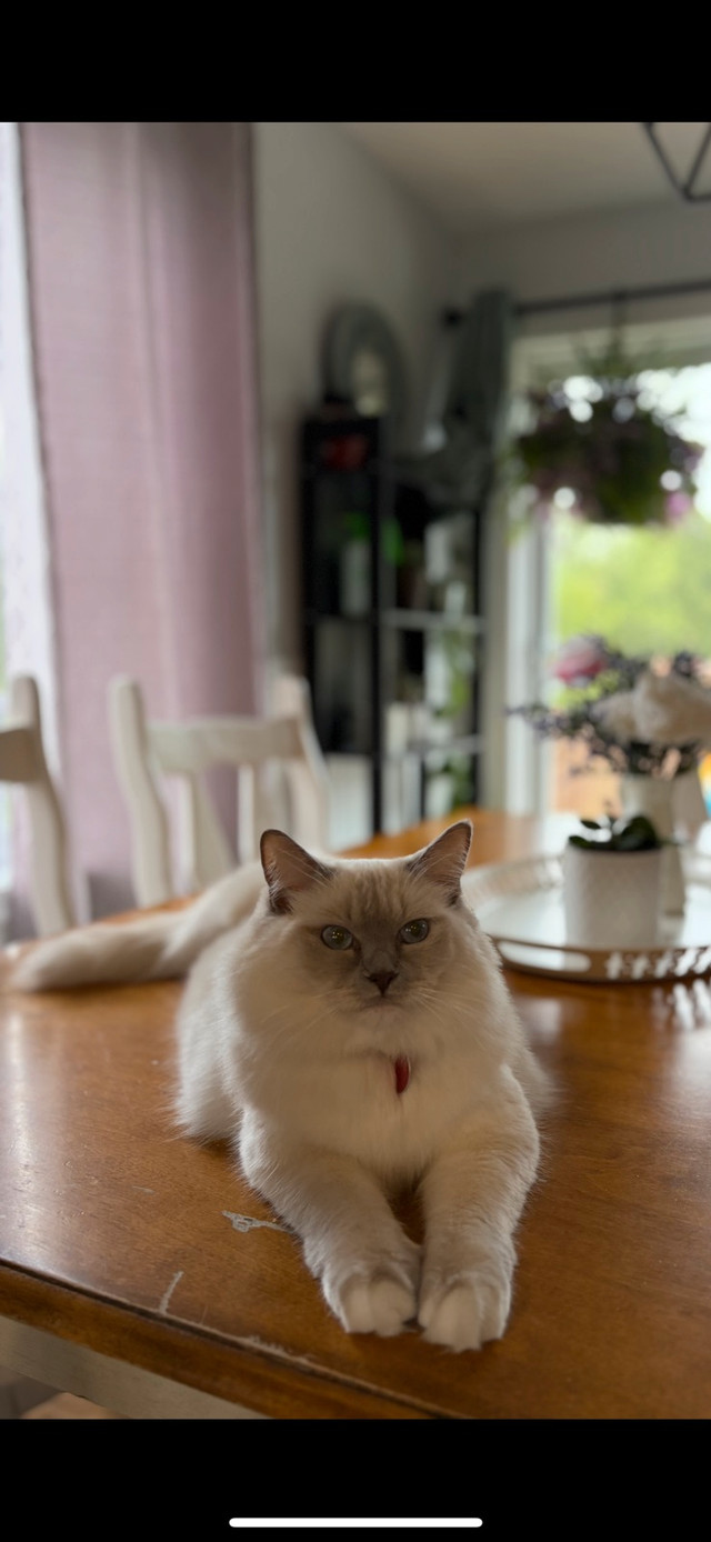 Chaton type Ragdoll dans Chats et chatons à adopter  à Lanaudière - Image 4