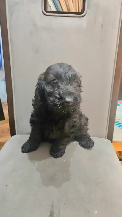 F1B Cockapoo Puppies - Super friendly Male, View more