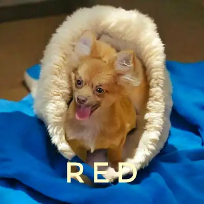 Meet Red and Benji (Pictures are UTD) With these guys amazing personality and quiet temperment eithe...