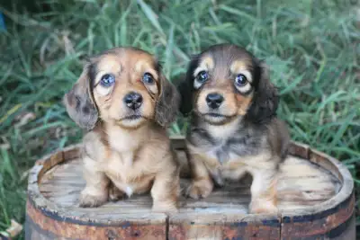 Miniature longhaired dachshunds, View more