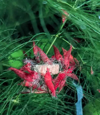 Selling Red Cherry Shrimp (neocaridina) . Size is between 1-1.5 cm. 10 for $18, 20 for $30, 50 for $...