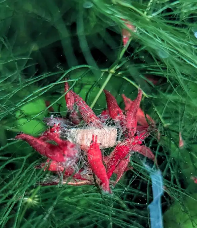 Red Cherry Shrimp (neocaridina) in Fish for Rehoming in Markham / York Region - Image 2
