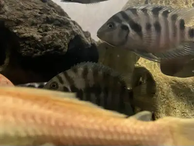 Convict cichlids for sale or trade Will trade for other fish also. Around 2” Also selling male and f...