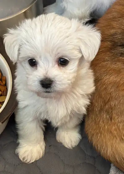MORKIE MALE READY JUNE 18th, View more