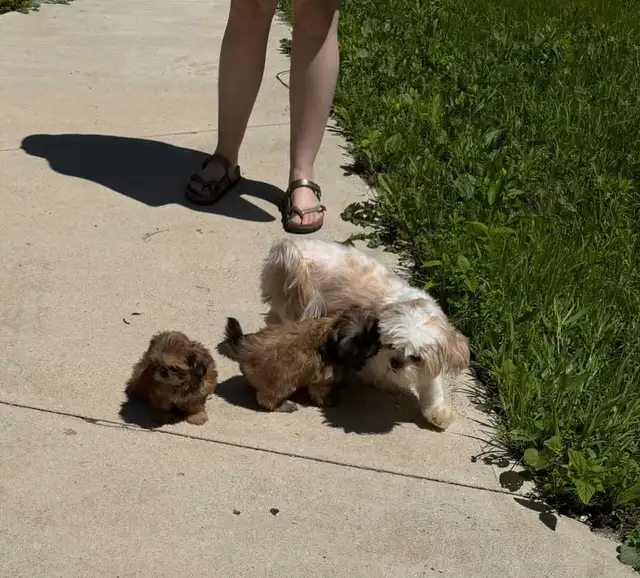 Two Adorable Shih-Tzu Puppies Looking for There Forever Homes in Dogs & Puppies for Rehoming in Oakville / Halton Region - Image 11