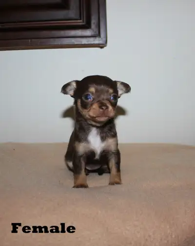 3 Chihuahua Puppies - Almost Long Hairs, View more