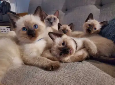 Chatons siamois (Mâles et femelles), View more