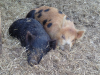 berkshire-mulefoot cross feeder pigs