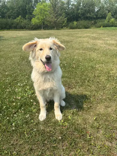 German Shepherd/Golden Retriever mix puppy, View more