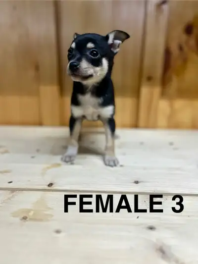 Chihuahua Terrier puppies AVAILABLE MARCH 12, 2026, View more