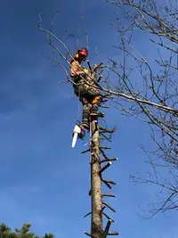 Tree Removal and Storm Cleanup