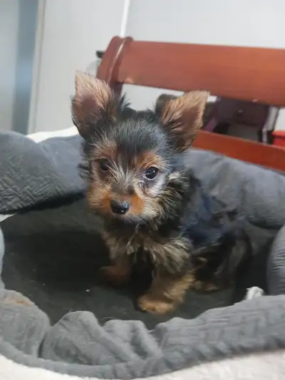 WONDERFUL YORKIE  GIRL, View more