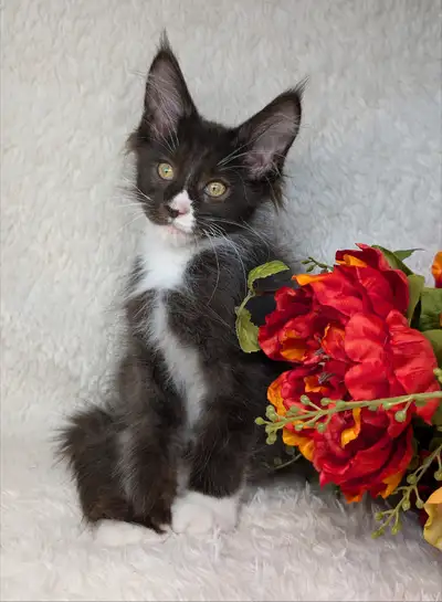 Huge Male Maine Coon Kitten, View more