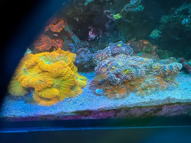 hammer coral Los coral rehome  in Other in Mississauga / Peel Region - Image 9