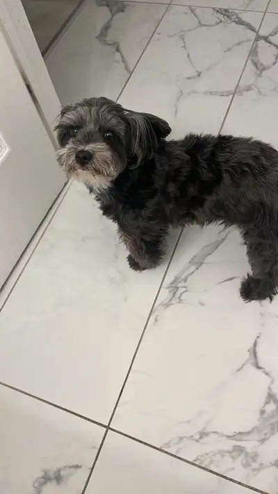 Yorkie poo female dog, View more