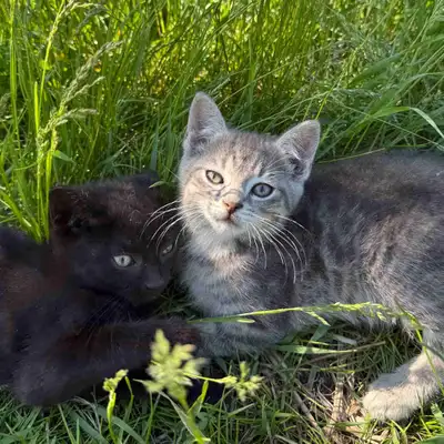 Barn kittens, View more
