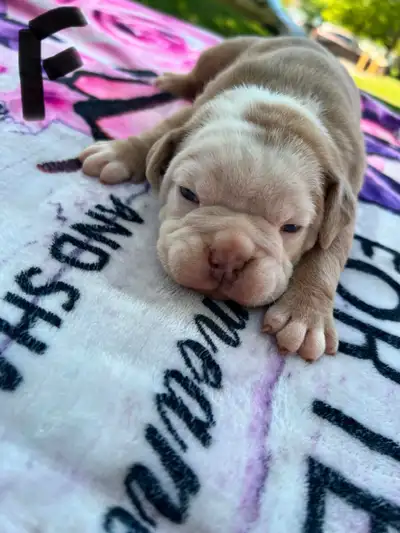 ioeba registered olde English bulldogs , View more