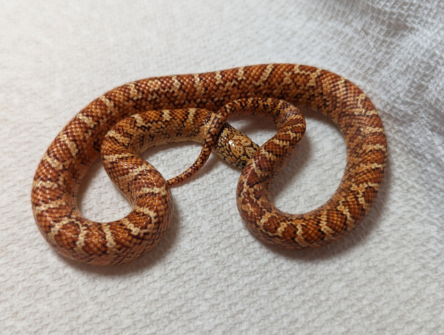 Brooks Hypo Flame Kingsnakes in Reptiles & Amphibians for Rehoming in Comox / Courtenay / Cumberland - Image 4