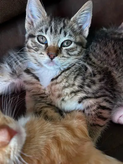 Kittens ready to go to a good home! 2 males, 2 females available All on hard food and litter trained...