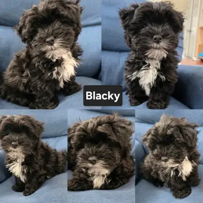 Shorkie Puppy - Ready for his Forever Home!, View more