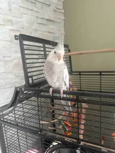 Cockatiel White face mâle, View more
