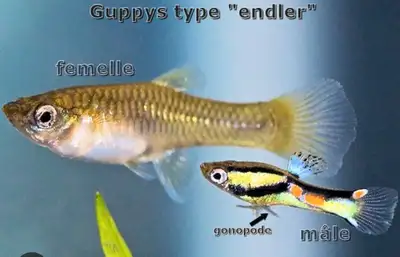 Poissons adulte guppy endler 1.50$ chacun , View more