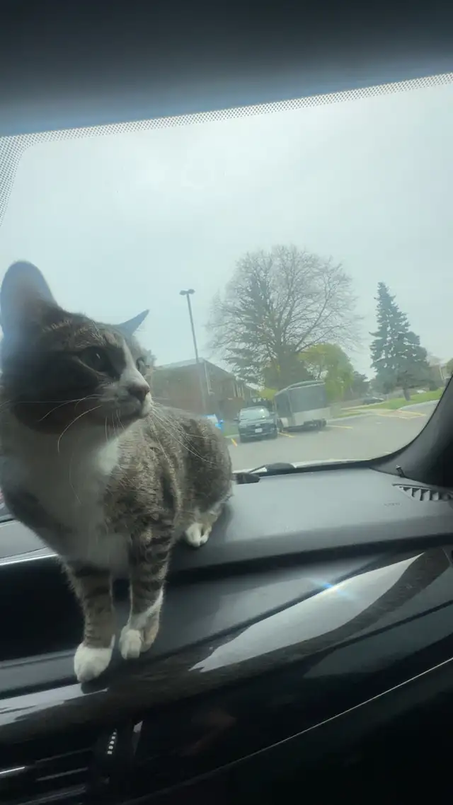 tabby cat for sale in Cats & Kittens for Rehoming in Oakville / Halton Region - Image 5