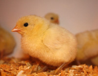 Chicks - Canadian Bresse - king of chickens - organic fed