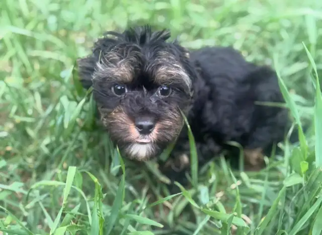 Yorkie poodle puppies in Dogs & Puppies for Rehoming in Calgary - Image 6