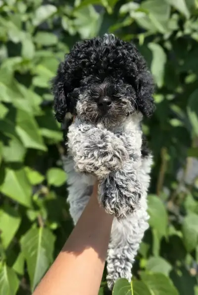 Miniature poodle male puppy, View more
