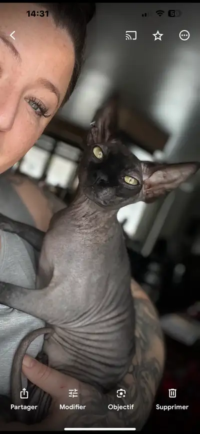 SPHYNX chat, View more