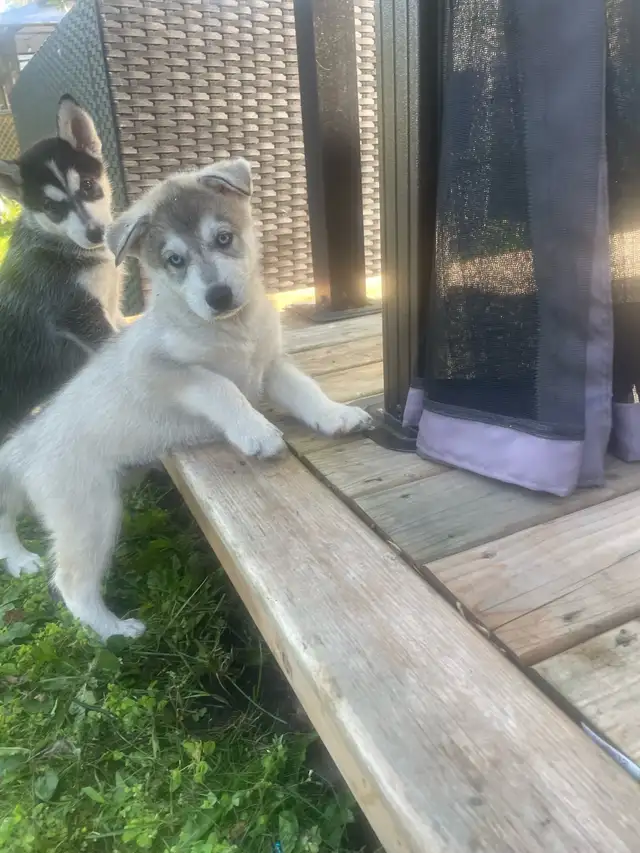 husky sibérien  chiot in Dogs & Puppies for Rehoming in Gatineau - Image 5