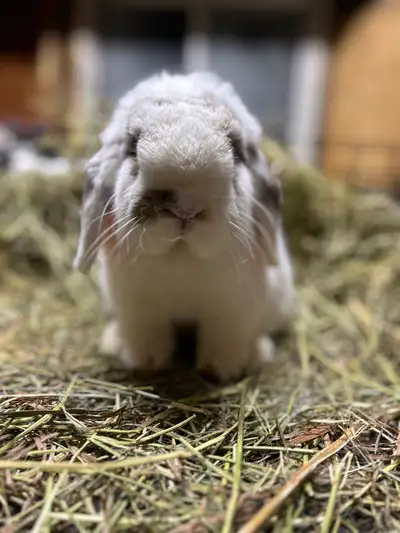 Purebred Holland Lops, View more