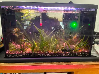 aquarium with active live water plants, View more