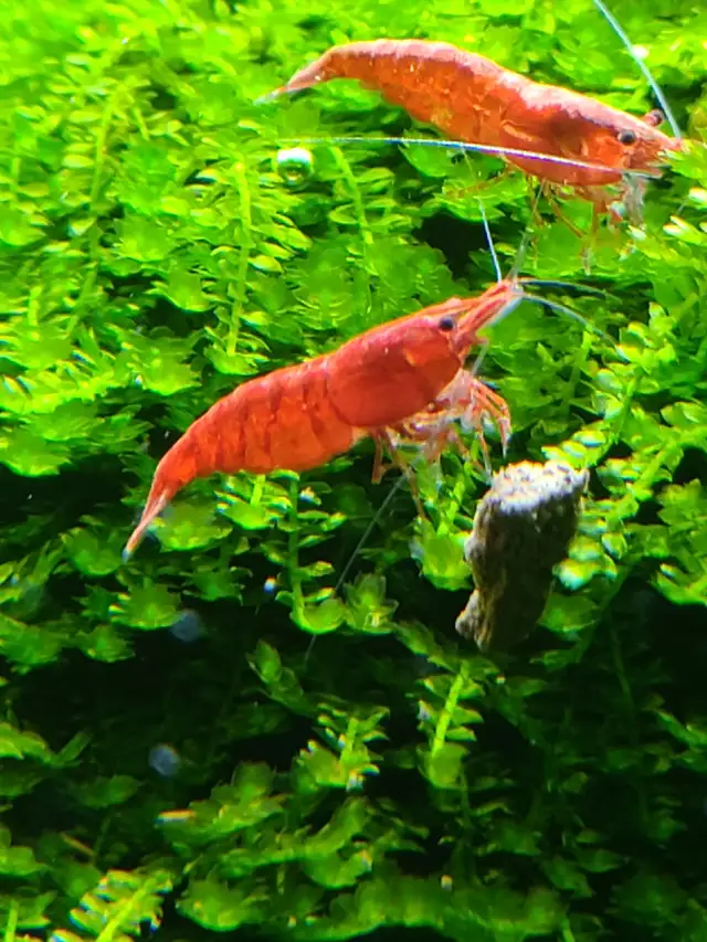 Cherry Neocaridina Shrimp & more! in Fish for Rehoming in Calgary - Image 4