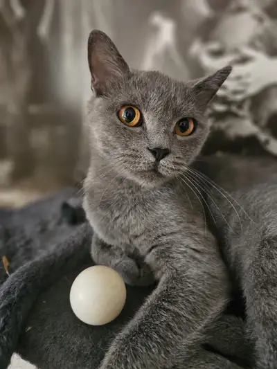 Beautifu Cat British Shorthair Femelle  chaton, View more