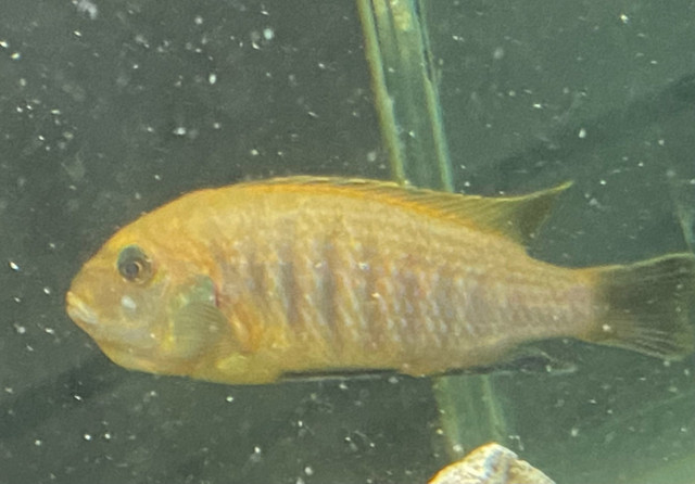 Mbuna cichlids dans Poissons à adopter  à Ouest de l’Île - Image 4