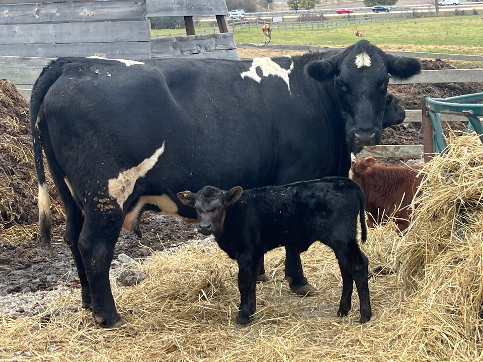 cow calf pairs | Livestock | Napanee | Free local classifieds - Kijiji