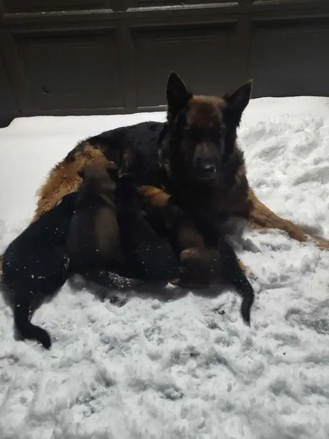 German shepherd puppies in Dogs & Puppies for Rehoming in Guelph - Image 4