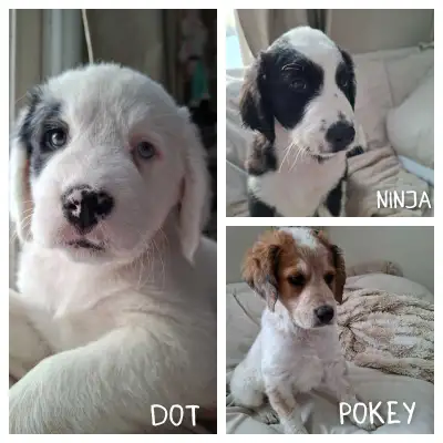 3 Adorable Puppies ready for their new homes!, View more