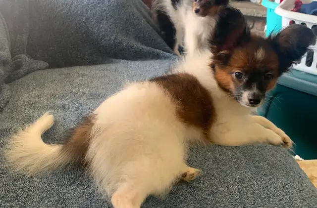 Papillon in Dogs & Puppies for Rehoming in Oshawa / Durham Region - Image 5